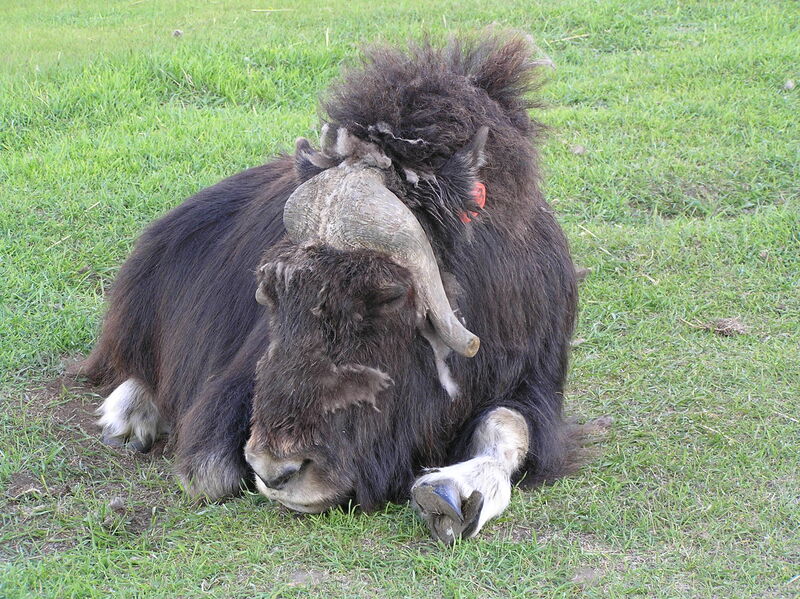 A musk ox resting on the grass at the farm